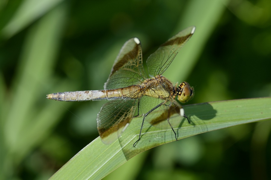 Sympetrum pedemontanum femmina